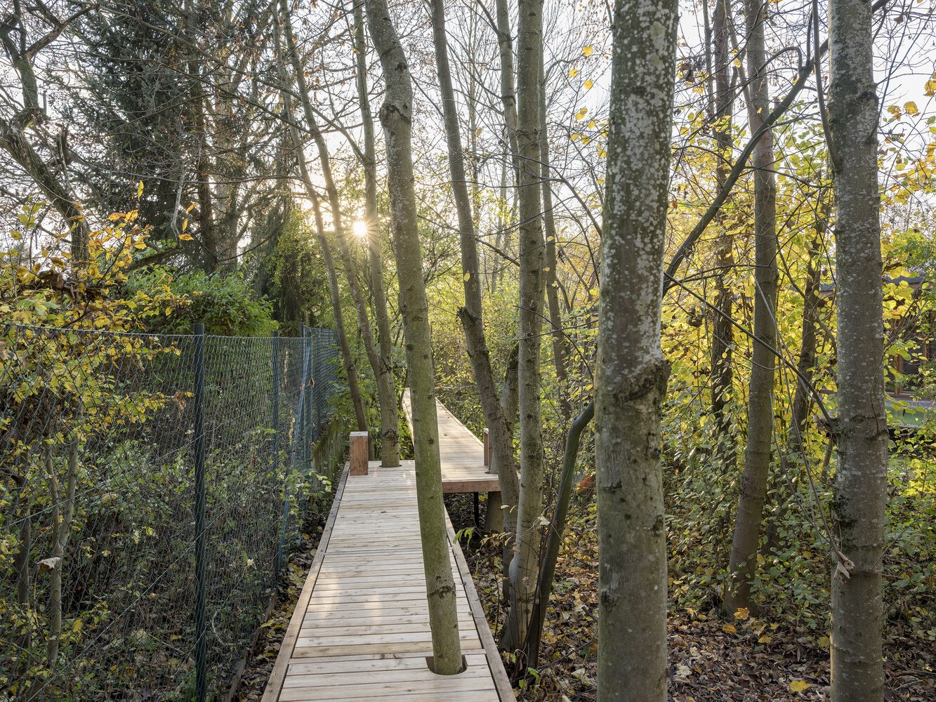 Ein besonderes Highlight ist der aufgeständerte Holzweg, auf welchem sich die Besucher zwischen den Bäumen von einem Pavillon zum nächsten bewegen können. 