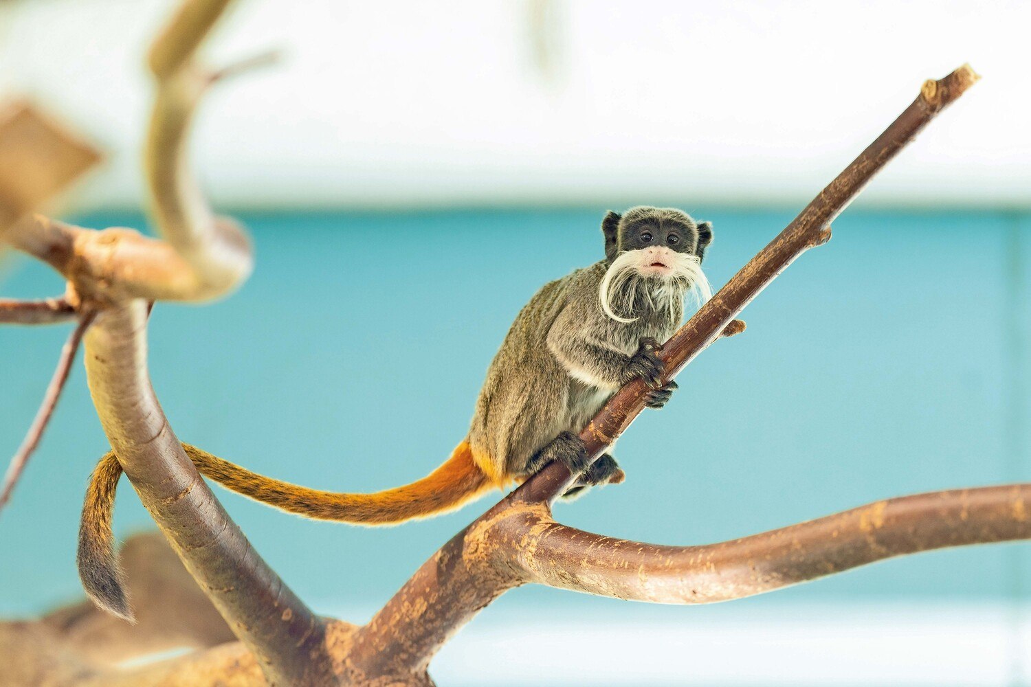 Wohlfühlklima im Salzburger Zoo, nicht nur für die Kaiserschnurrbarttamarinen, für die Hoval die Patenschaft übernommen hat. © Hoval