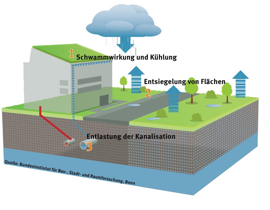 Ein Retentionsdach speichert Wasser wie ein Schwamm, erhöht die Verdunstung und führt das Wasser in den natürlichen Kreislauf zurück, was zur Kühlung beiträgt. Es schützt vor Überhitzung, unterstützt Flora und Fauna und entlastet die Kanalisation durch verzögerten Wasserabfluss. © Bundesinstitut für Bau-, Stadt- und Raumforschung Bonn