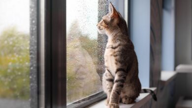 Trübe Aussichten prägen die österreichische Fensterbranche auch im Jahr 2024. Foto: iStock / Getty Images Plus / Petra Richli