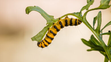 Raupe auf Blatt